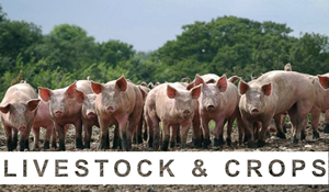 Livestock-Crops
